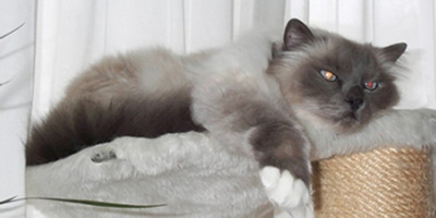 Blueye